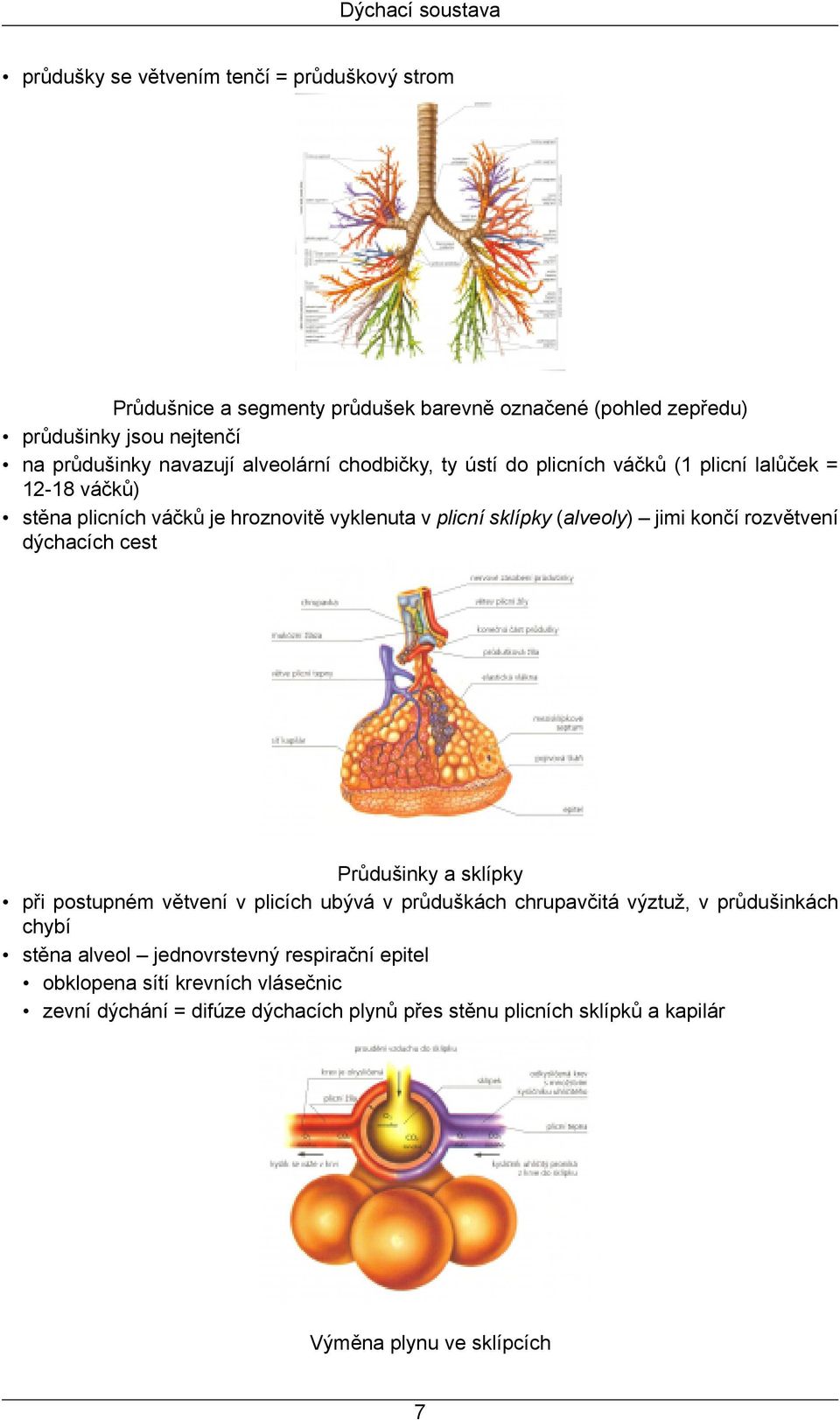 (alveoly) jimi končí rozvětvení dýchacích cest Průdušinky a sklípky při postupném větvení v plicích ubývá v průduškách chrupavčitá výztuž, v průdušinkách chybí stěna