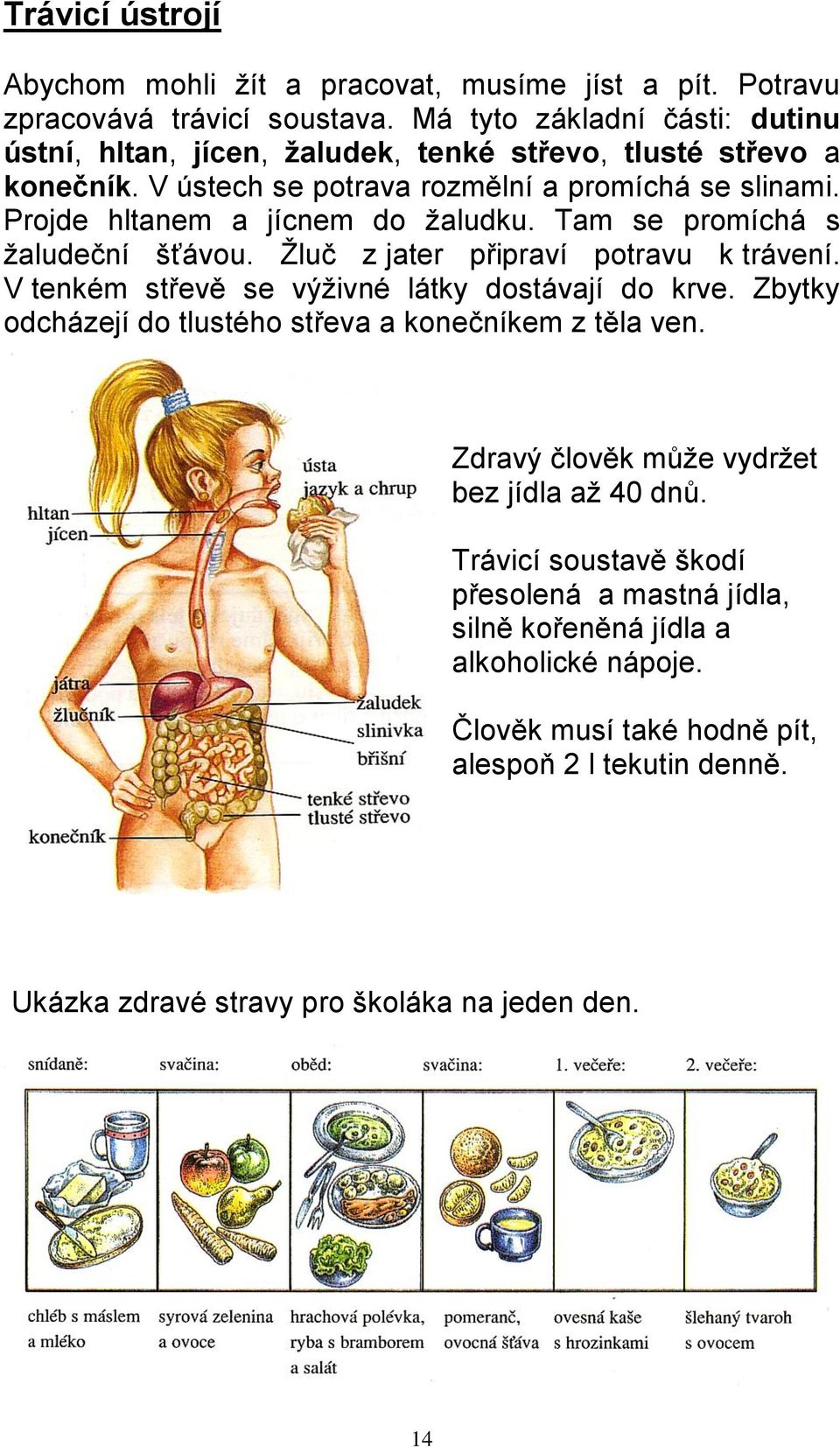 Projde hltanem a jícnem do žaludku. Tam se promíchá s žaludeční šťávou. Žluč z jater připraví potravu k trávení. V tenkém střevě se výživné látky dostávají do krve.