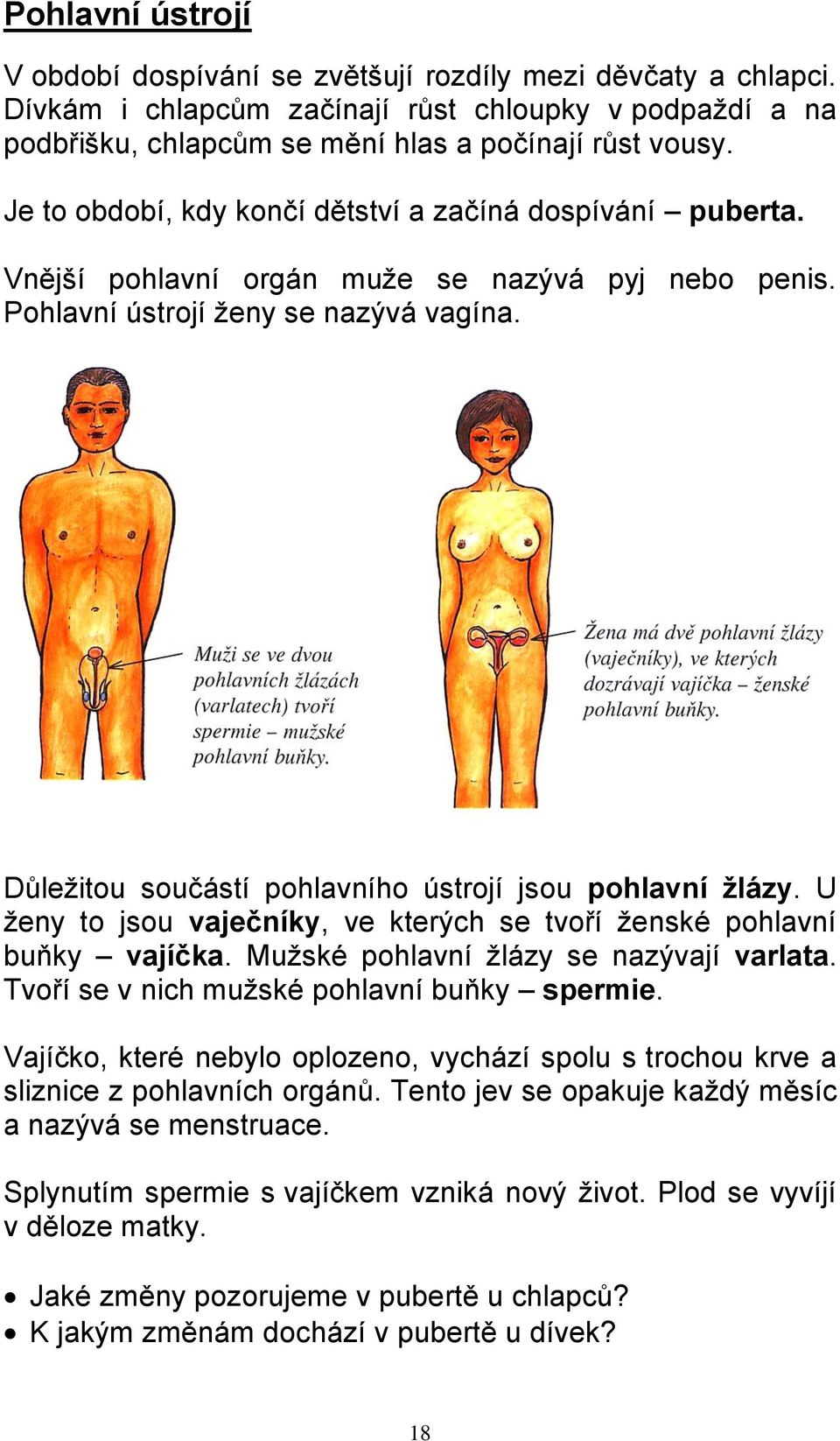 Důležitou součástí pohlavního ústrojí jsou pohlavní žlázy. U ženy to jsou vaječníky, ve kterých se tvoří ženské pohlavní buňky vajíčka. Mužské pohlavní žlázy se nazývají varlata.