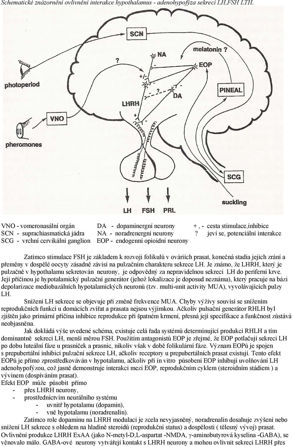 jeví se, potenciální interakce SCG - vrchní cervikální ganglion EOP - endogenní opioidní neurony Zatímco stimulace FSH je základem k rozvoji folikulů v ováriích prasat, konečná stadia jejich zrání a