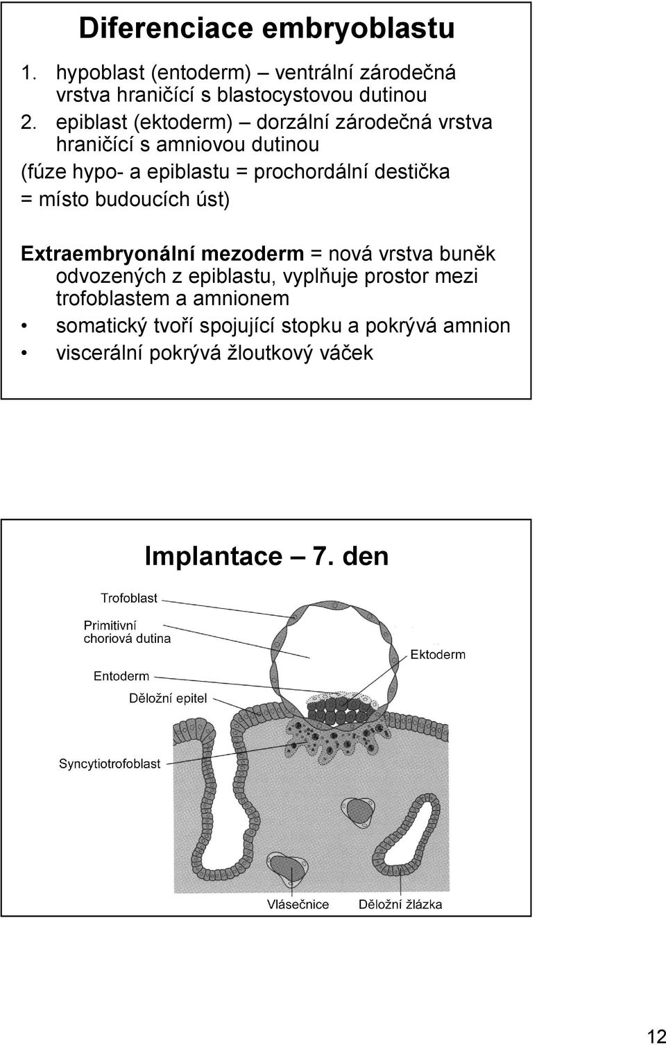 destička = místo budoucích úst) Extraembryonální mezoderm = nová vrstva buněk odvozených z epiblastu, vyplňuje prostor