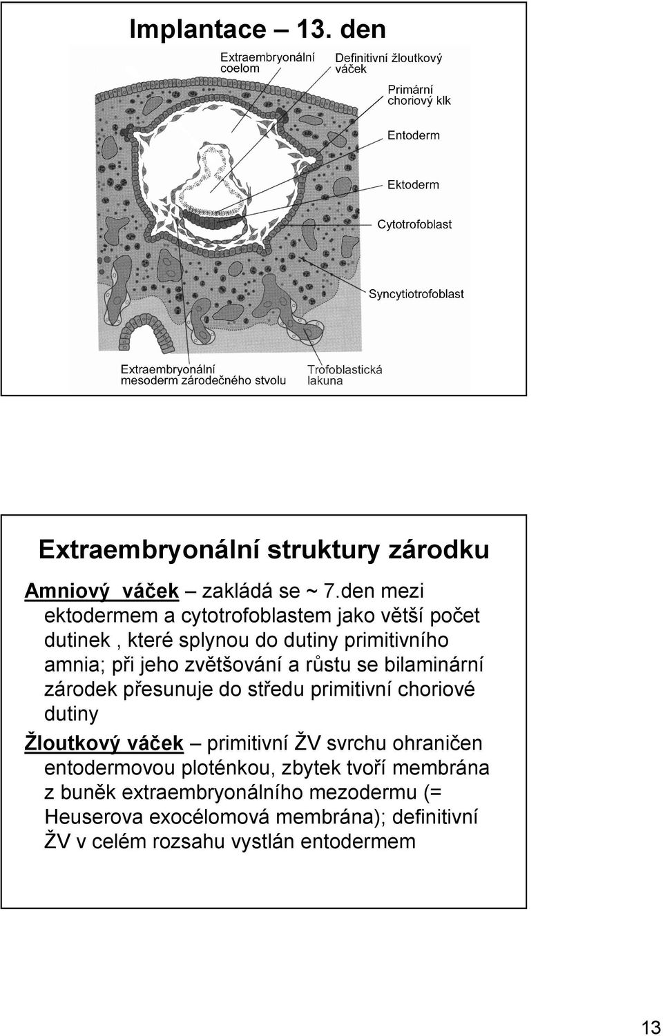 zvětšování a růstu se bilaminární zárodek přesunuje do středu primitivní choriové dutiny Žloutkový váček primitivní ŽV svrchu