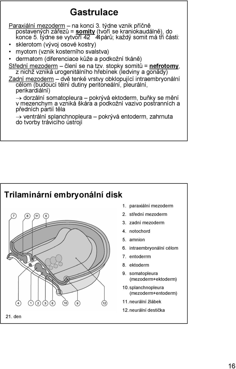 stopky somitů = nefrotomy, z nichž vzniká urogenitálního hřebínek (ledviny a gonády) Zadní mezoderm dvě tenké vrstvy obklopující intraembryonální célom (budoucí tělní dutiny peritoneální, pleurální,