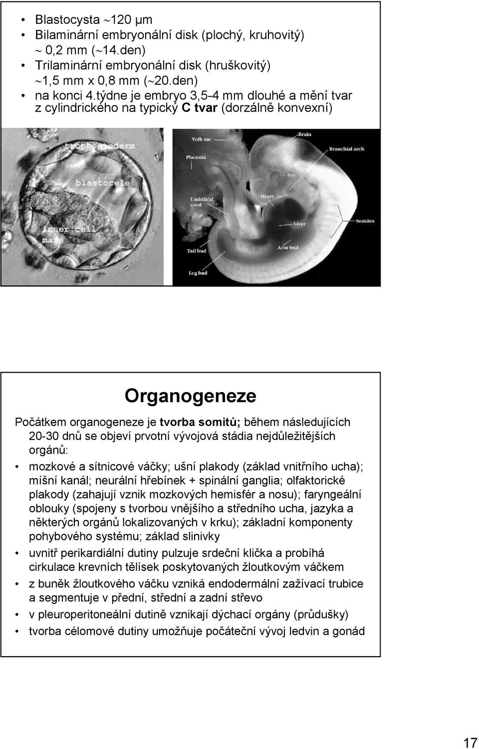 vývojová stádia nejdůležitějších orgánů: mozkové a sítnicové váčky; ušní plakody (základ vnitřního ucha); míšní kanál; neurální hřebínek + spinální ganglia; olfaktorické plakody (zahajují vznik