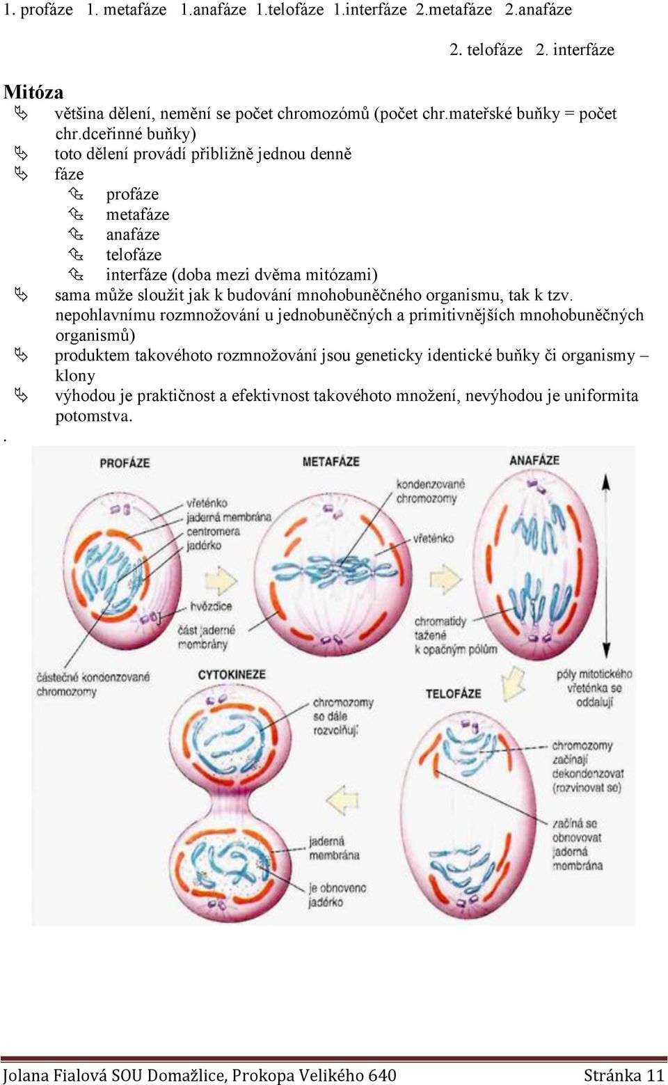dceřinné buňky) toto dělení provádí přibližně jednou denně fáze profáze metafáze anafáze telofáze interfáze (doba mezi dvěma mitózami) sama může sloužit jak k budování