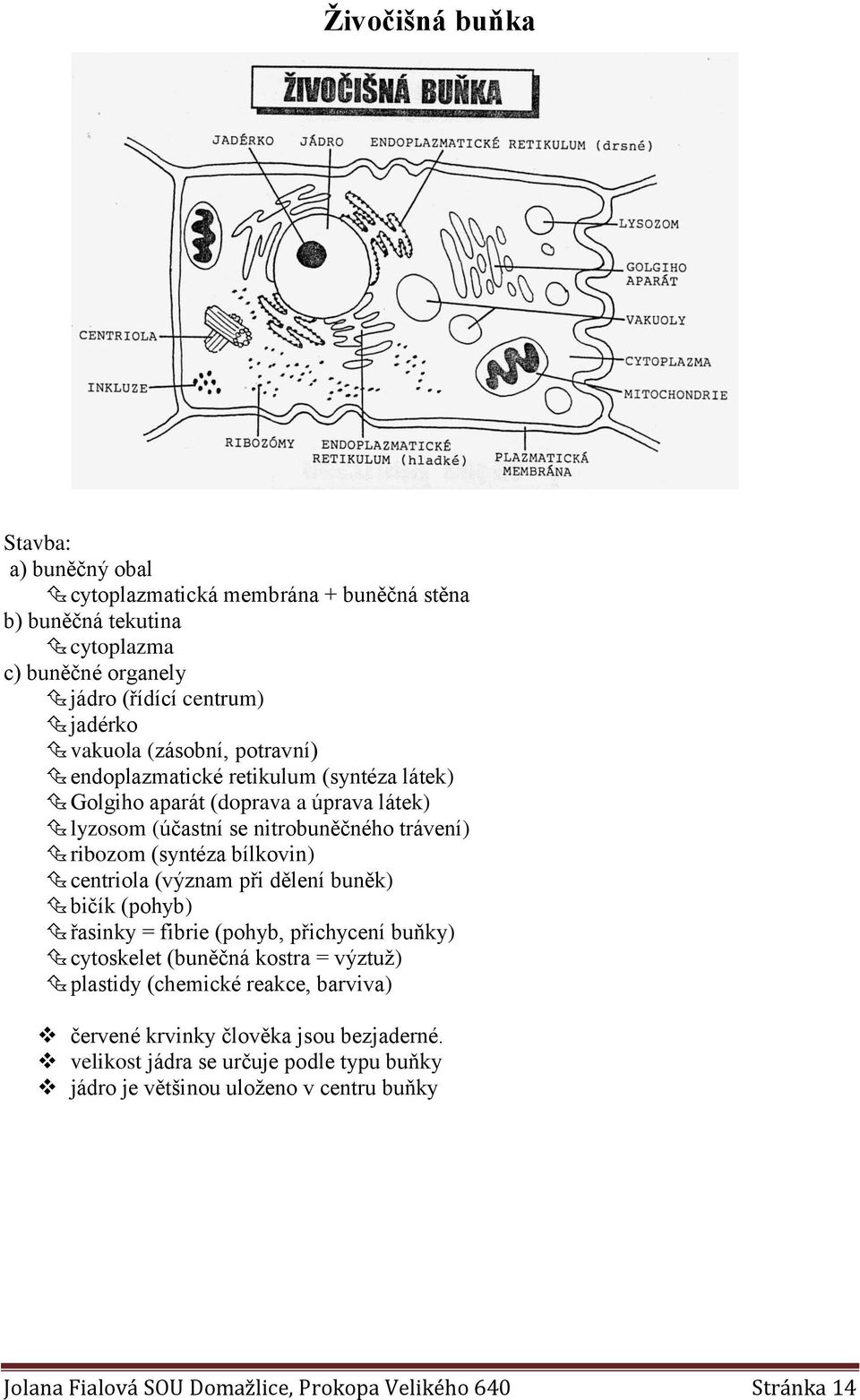 centriola (význam při dělení buněk) bičík (pohyb) řasinky = fibrie (pohyb, přichycení buňky) cytoskelet (buněčná kostra = výztuž) plastidy (chemické reakce, barviva) červené