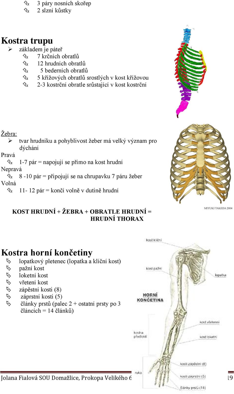 chrupavku 7 páru žeber Volná 11-12 pár = končí volně v dutině hrudní KOST HRUDNÍ + ŽEBRA + OBRATLE HRUDNÍ = HRUDNÍ THORAX Kostra horní končetiny lopatkový pletenec (lopatka a klíční kost)