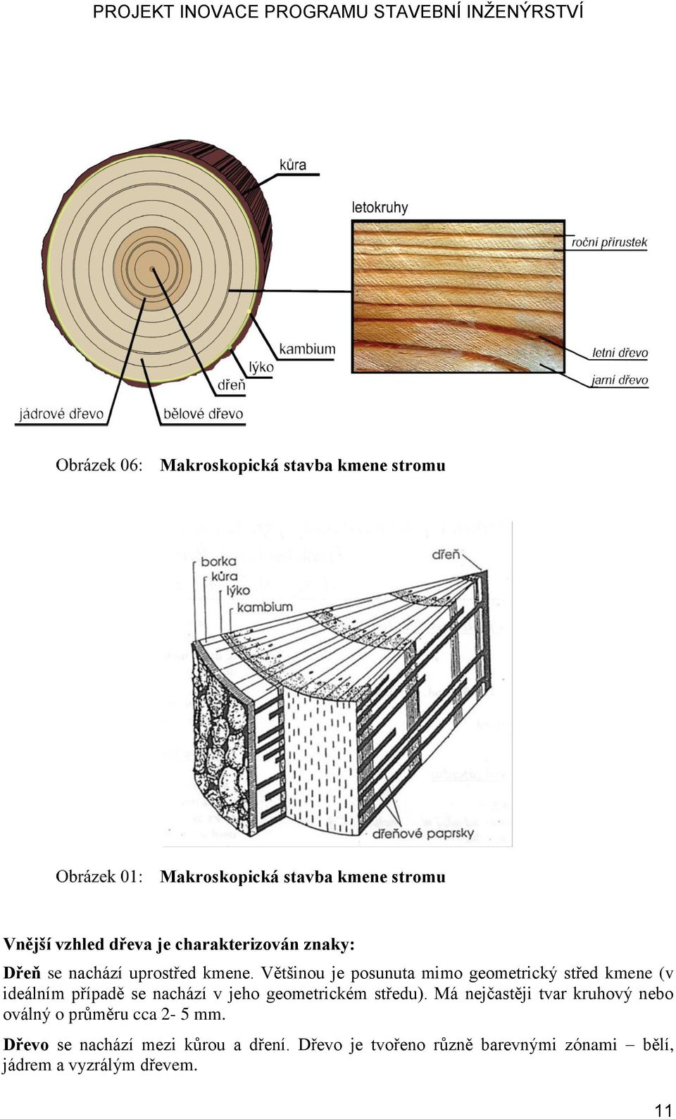 Většinou je posunuta mimo geometrický střed kmene (v ideálním případě se nachází v jeho geometrickém