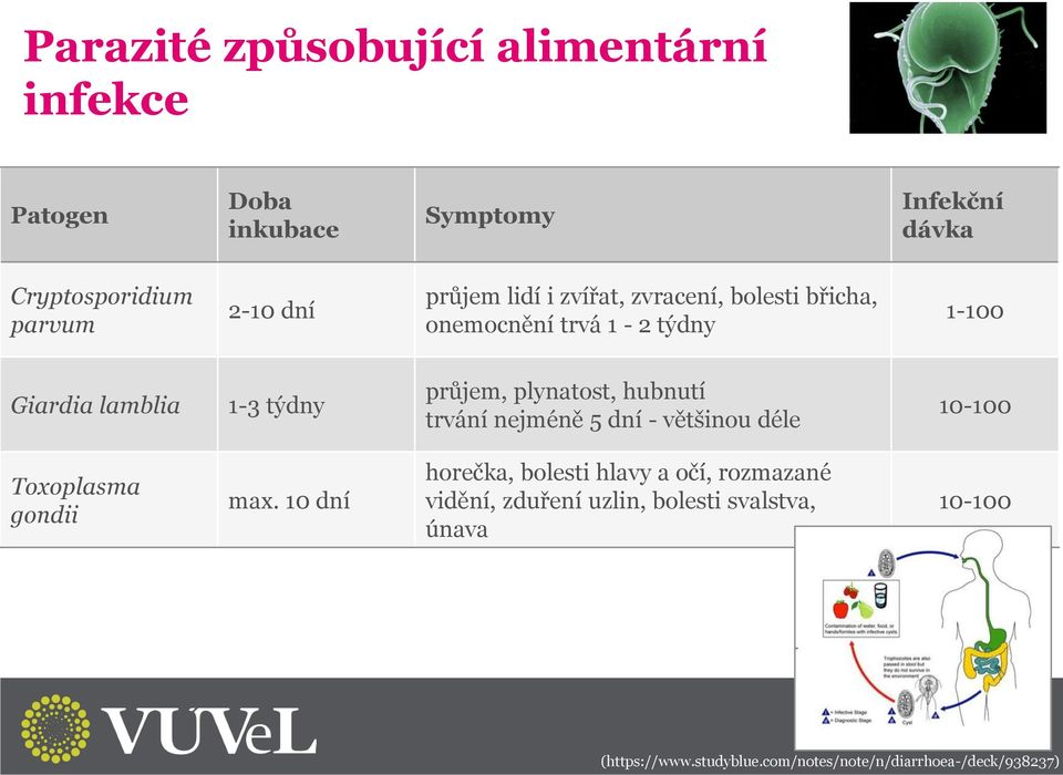 plynatost, hubnutí trvání nejméně 5 dní - většinou déle 10-100 Toxoplasma gondii max.