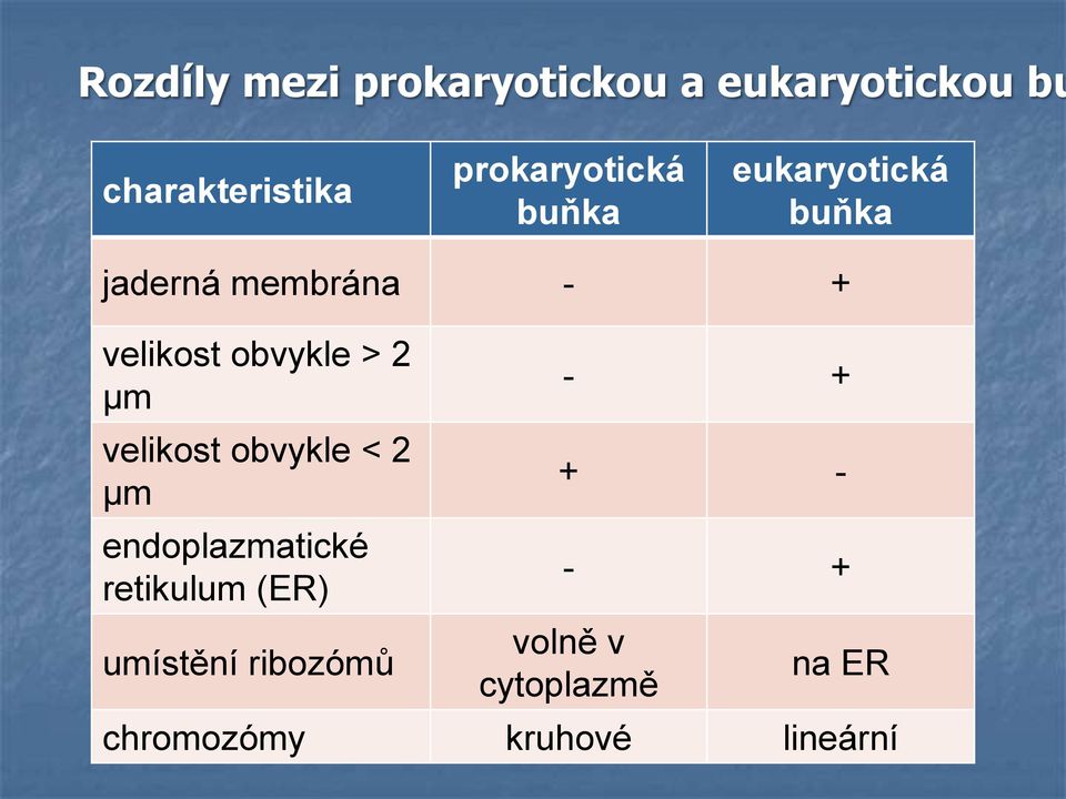 obvykle > 2 μm velikost obvykle < 2 μm endoplazmatické retikulum (ER)