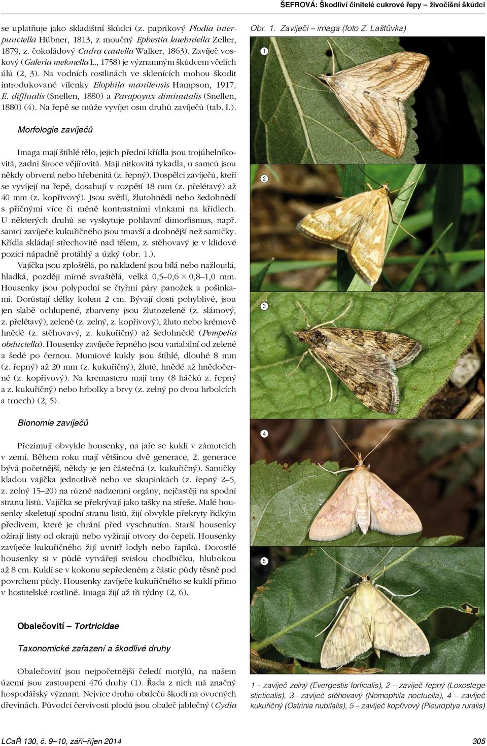 Na vodních rostlinách ve sklenících mohou škodit introdukované vílenky Elophila manilensis Hampson, 1917, E. difflualis (Snellen, 1880) a Parapoynx diminutalis (Snellen, 1880) (4).