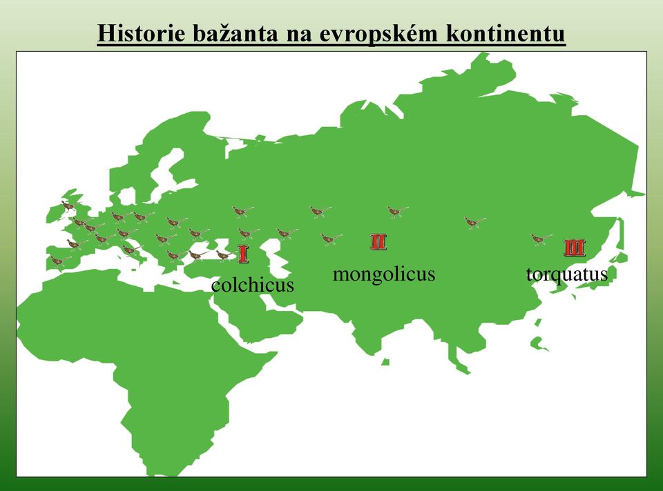 kontinentu