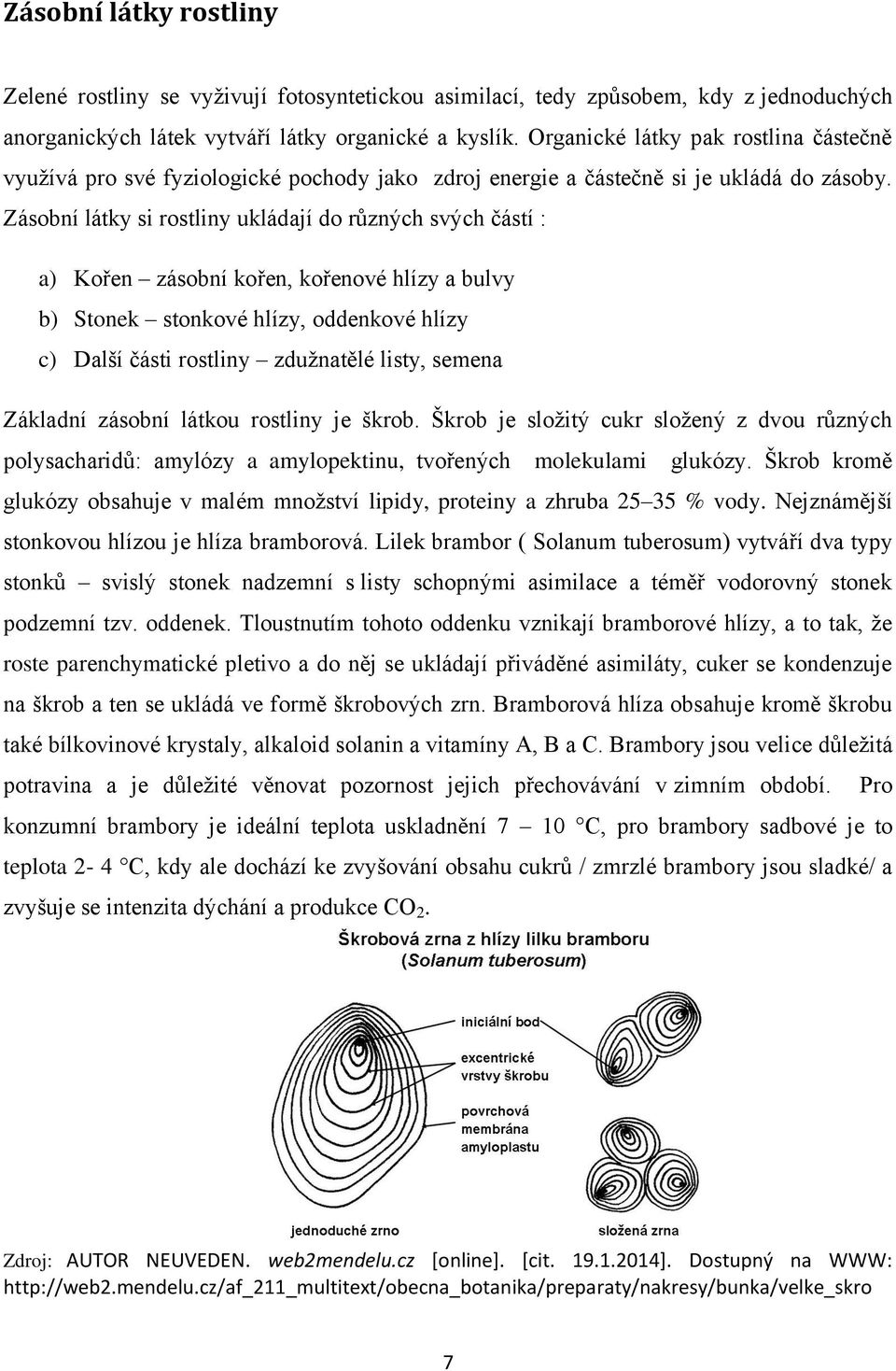 Zásobní látky si rostliny ukládají do různých svých částí : a) Kořen zásobní kořen, kořenové hlízy a bulvy b) Stonek stonkové hlízy, oddenkové hlízy c) Další části rostliny zdužnatělé listy, semena