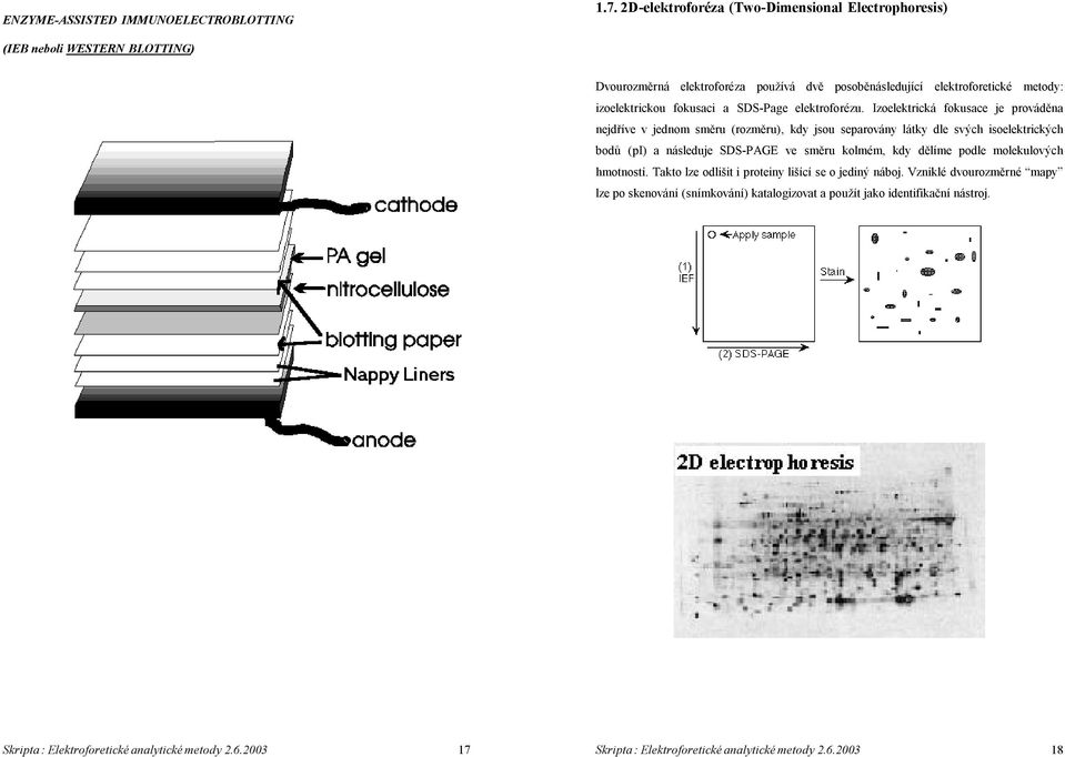 fokusaci a SDS-Page elektroforézu.