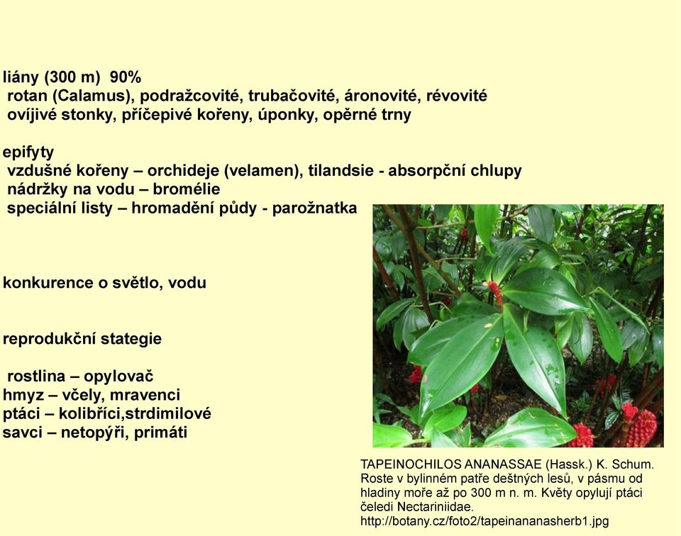 reprodukční stategie rostlina opylovač hmyz včely, mravenci ptáci kolibříci,strdimilové savci netopýři, primáti TAPEINOCHILOS ANANASSAE (Hassk.) K. Schum.