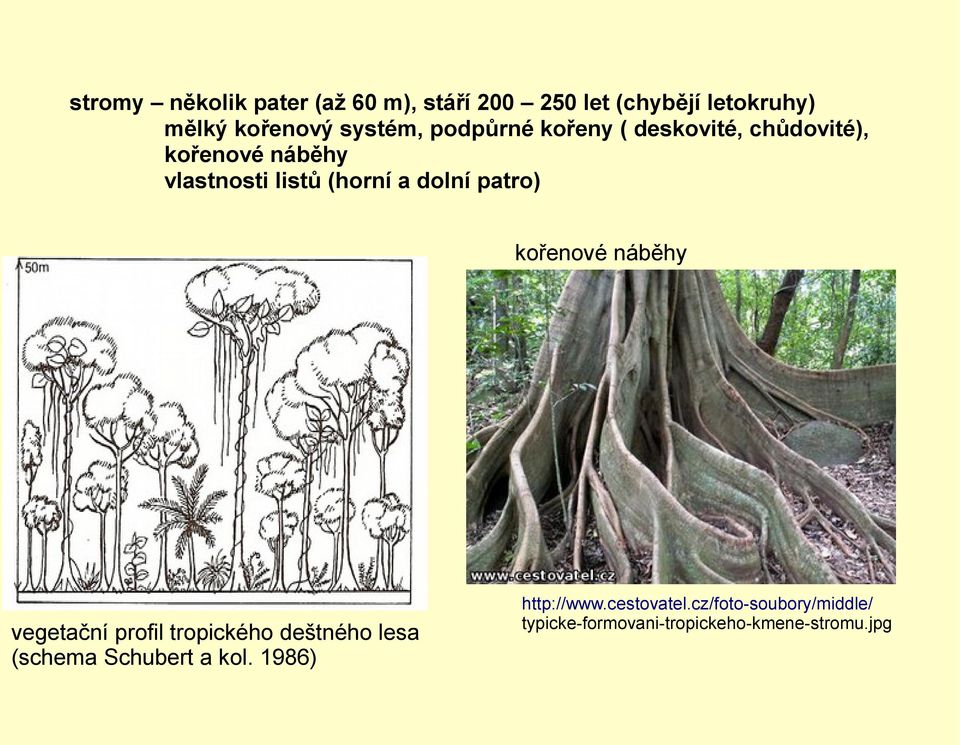 dolní patro) kořenové náběhy vegetační profil tropického deštného lesa (schema Schubert a