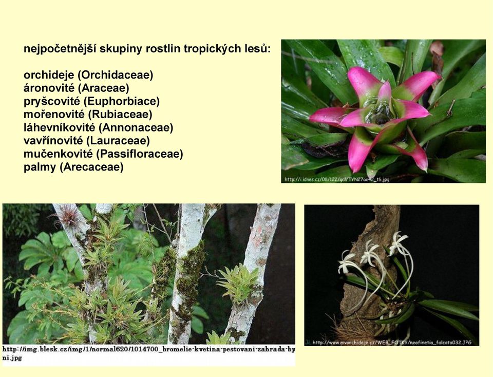 mořenovité (Rubiaceae) láhevníkovité (Annonaceae)