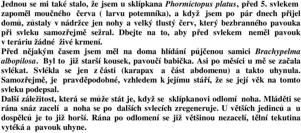 Dbejte na to, aby před svlekem neměl pavouk v teráriu žádné živé krmení. Před nějakým časem jsem měl na doma hlídání půjčenou samici Brachypelma albopilosa. Byl to již starší kousek, pavoučí babička.