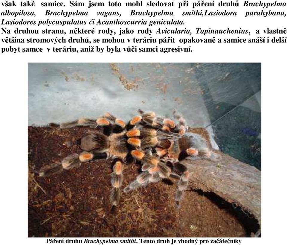 parahybana, Lasiodores polycuspulatus či Acanthoscurria geniculata.