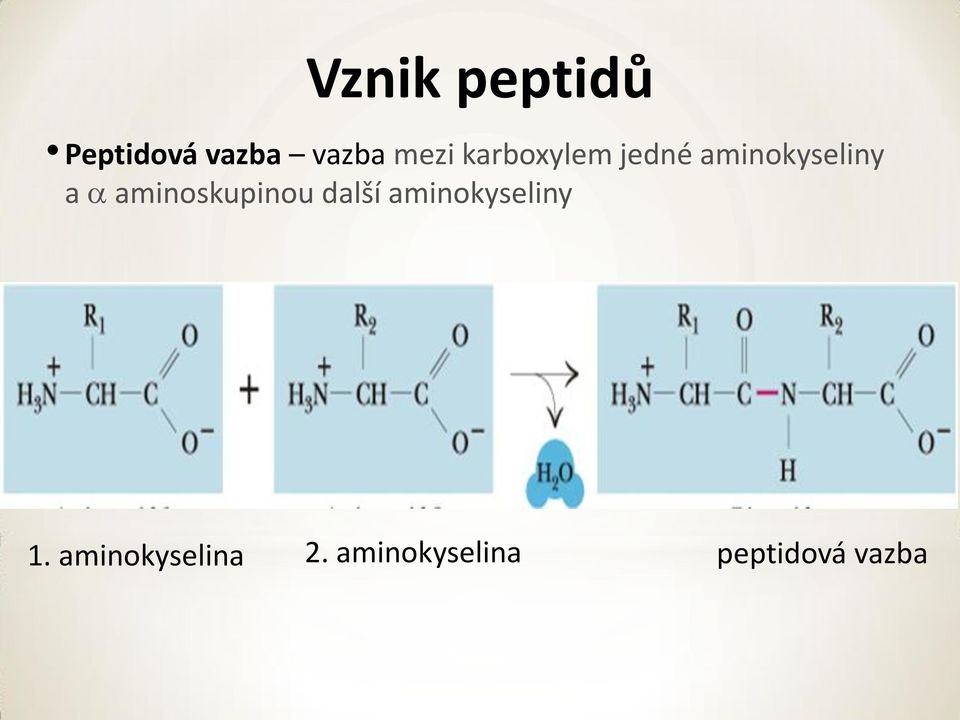 aminoskupinou další aminokyseliny 1.