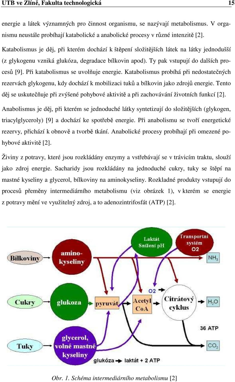 Katabolismus je děj, při kterém dochází k štěpení složitějších látek na látky jednodušší (z glykogenu vzniká glukóza, degradace bílkovin apod). Ty pak vstupují do dalších procesů [9].