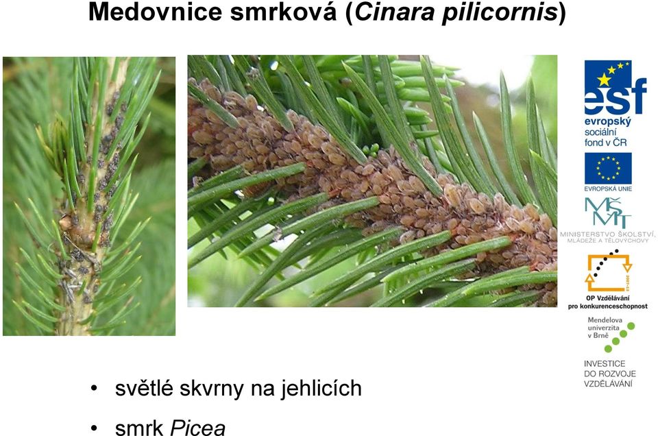 pilicornis) světlé