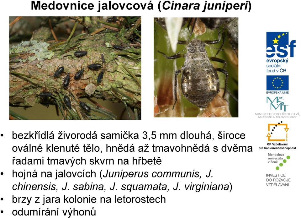 tmavých skvrn na hřbetě hojná na jalovcích (Juniperus communis, J.