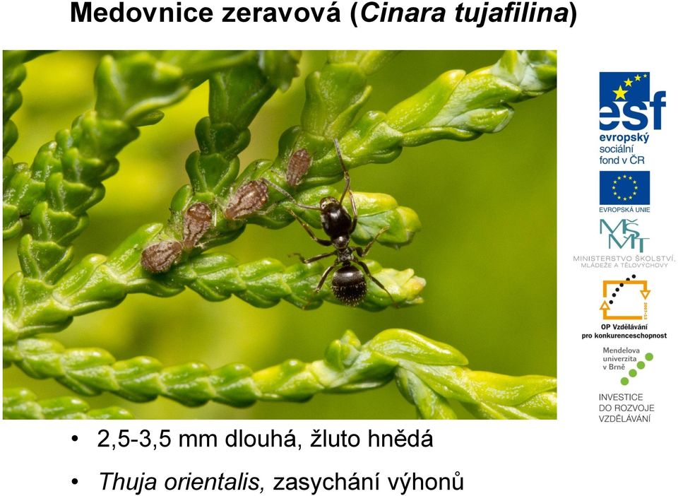 2,5-3,5 mm dlouhá, žluto