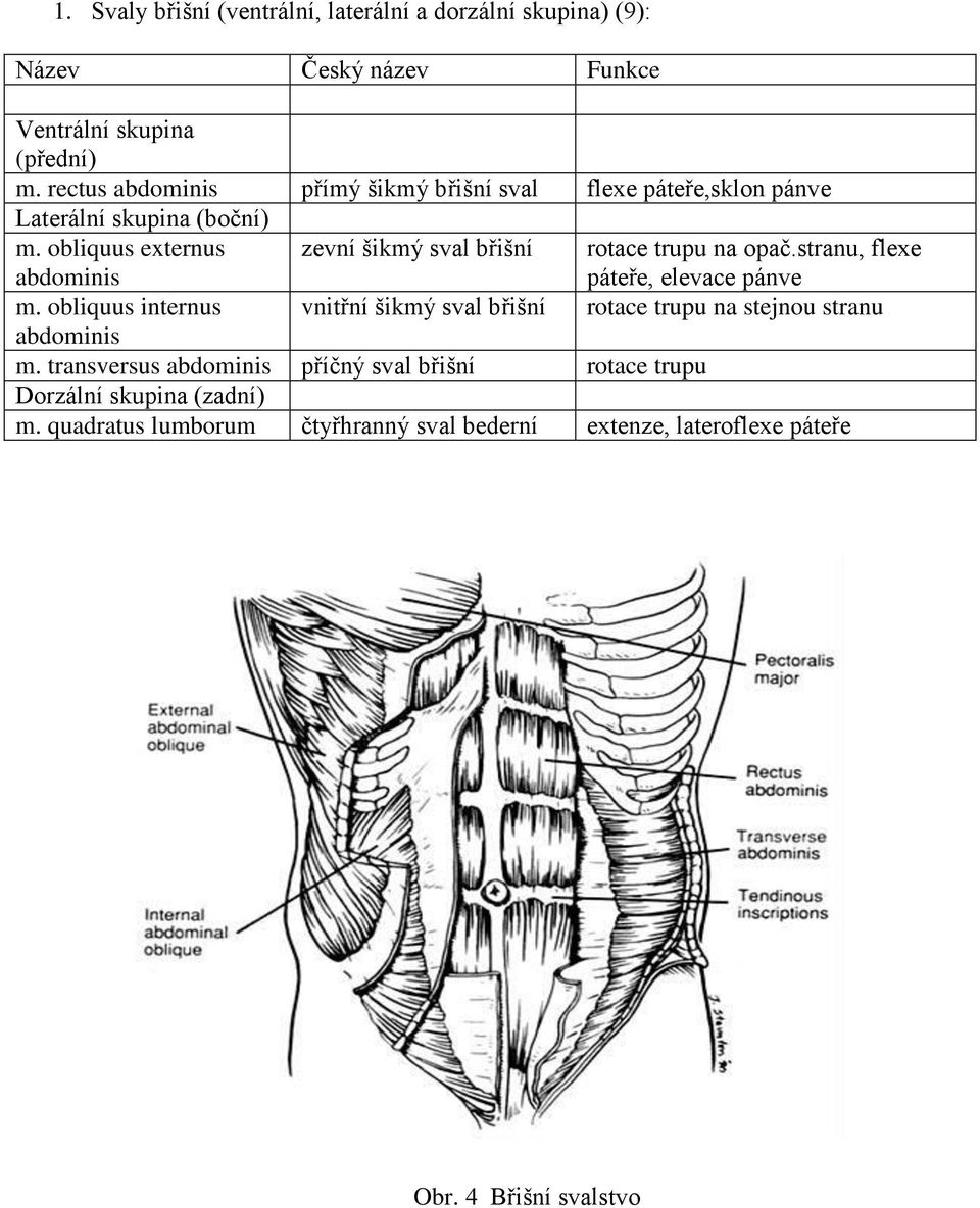 obliquus externus abdominis zevní šikmý sval břišní rotace trupu na opač.stranu, flexe páteře, elevace pánve m.