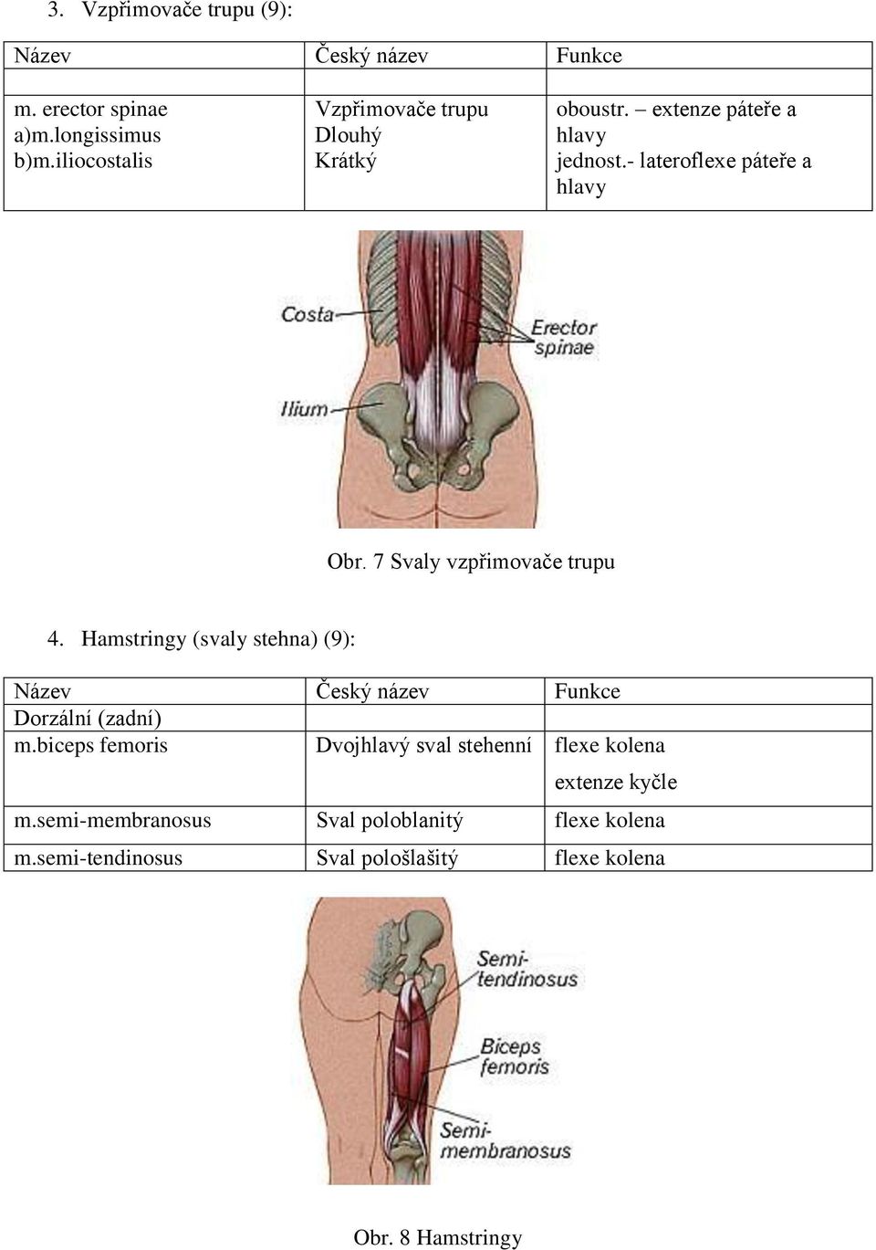 7 Svaly vzpřimovače trupu 4. Hamstringy (svaly stehna) (9): Název Český název Funkce Dorzální (zadní) m.