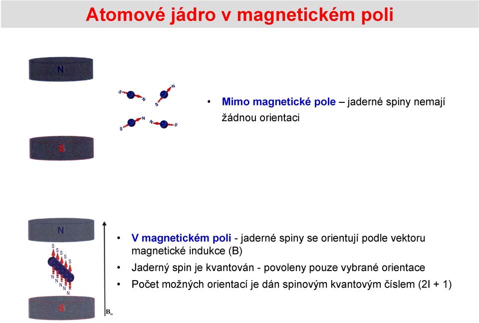 orientují podle vektoru magnetické indukce (B) Jaderný spin je kvantován -