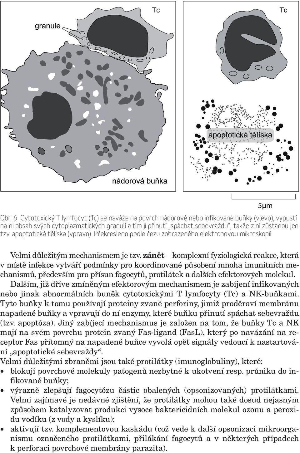 jen tzv. apoptotická tělíska (vpravo). Překresleno podle řezu zobrazeného elektronovou mikroskopií Velmi důležitým mechanismem je tzv.