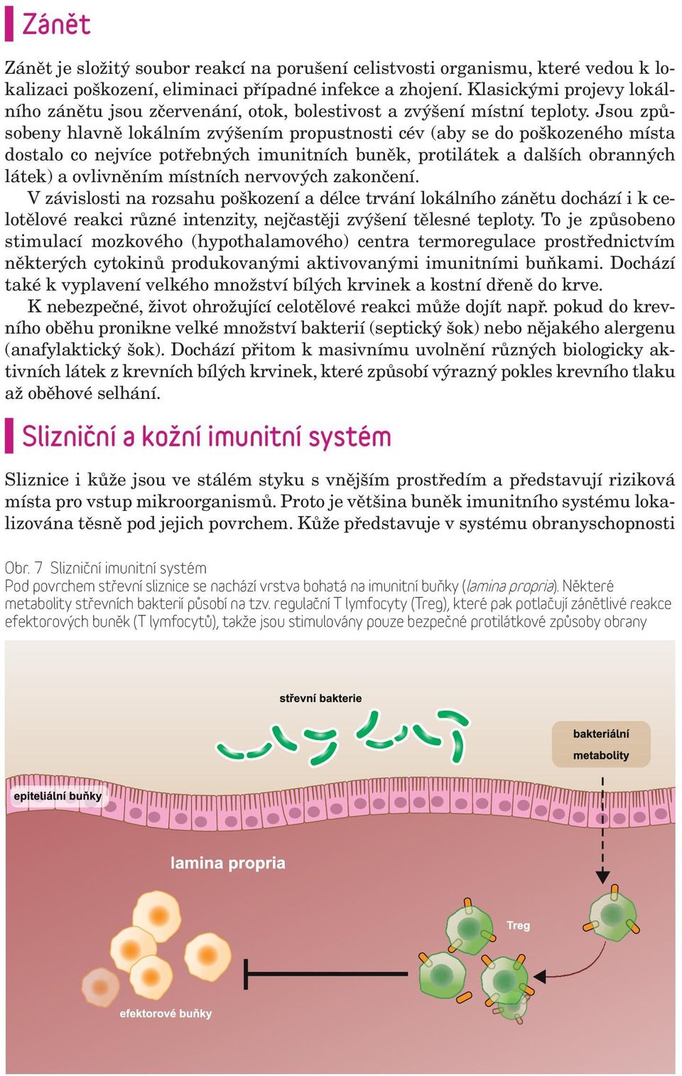 Jsou způsobeny hlavně lokálním zvýšením propustnosti cév (aby se do poškozeného místa dostalo co nejvíce potřebných imunitních buněk, protilátek a dalších obranných látek) a ovlivněním místních