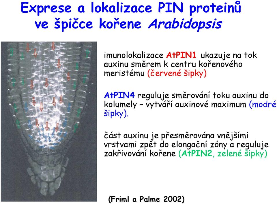 auxinu do kolumely vytváří auxinové maximum (modré šipky).