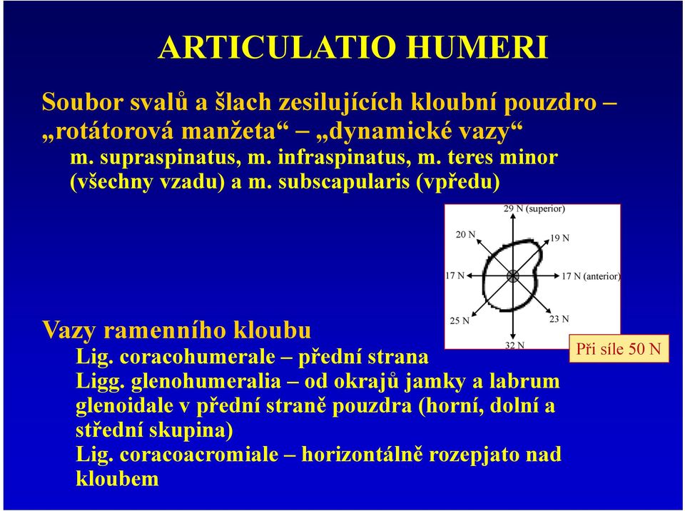 subscapularis (vpředu) Vazy ramenního kloubu Lig. coracohumerale přední strana Ligg.