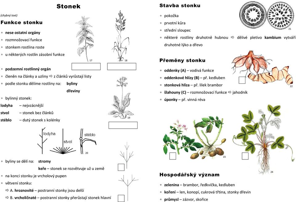 rostliny na: byliny dřeviny bylinný stonek: lodyha nejvzácnější oddenky (A) vodivá funkce oddenkové hlízy (B) př. kedluben stonková hlíza př.