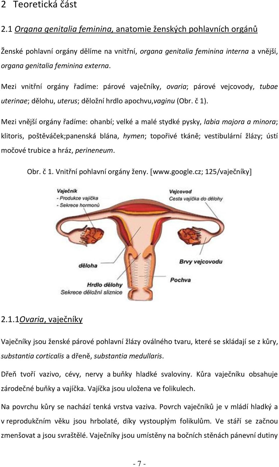 Mezi vnitřní orgány řadíme: párové vaječníky, ovaria; párové vejcovody, tubae uterinae; dělohu, uterus; děložní hrdlo apochvu,vaginu (Obr. č 1).