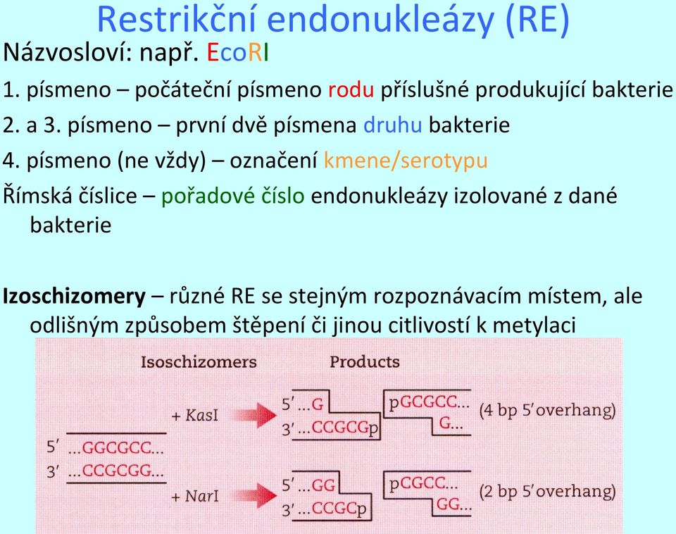 písmeno první dvě písmena druhu bakterie 4.