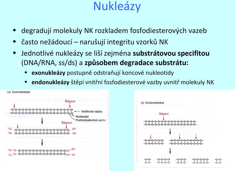 specifitou (DNA/RNA, ss/ds) a způsobem degradace substrátu: exonukleázy postupně