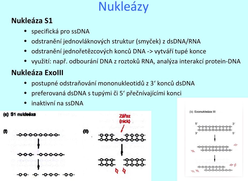 odbourání DNA z roztoků RNA, analýza interakcí protein-dna Nukleáza ExoIII postupné