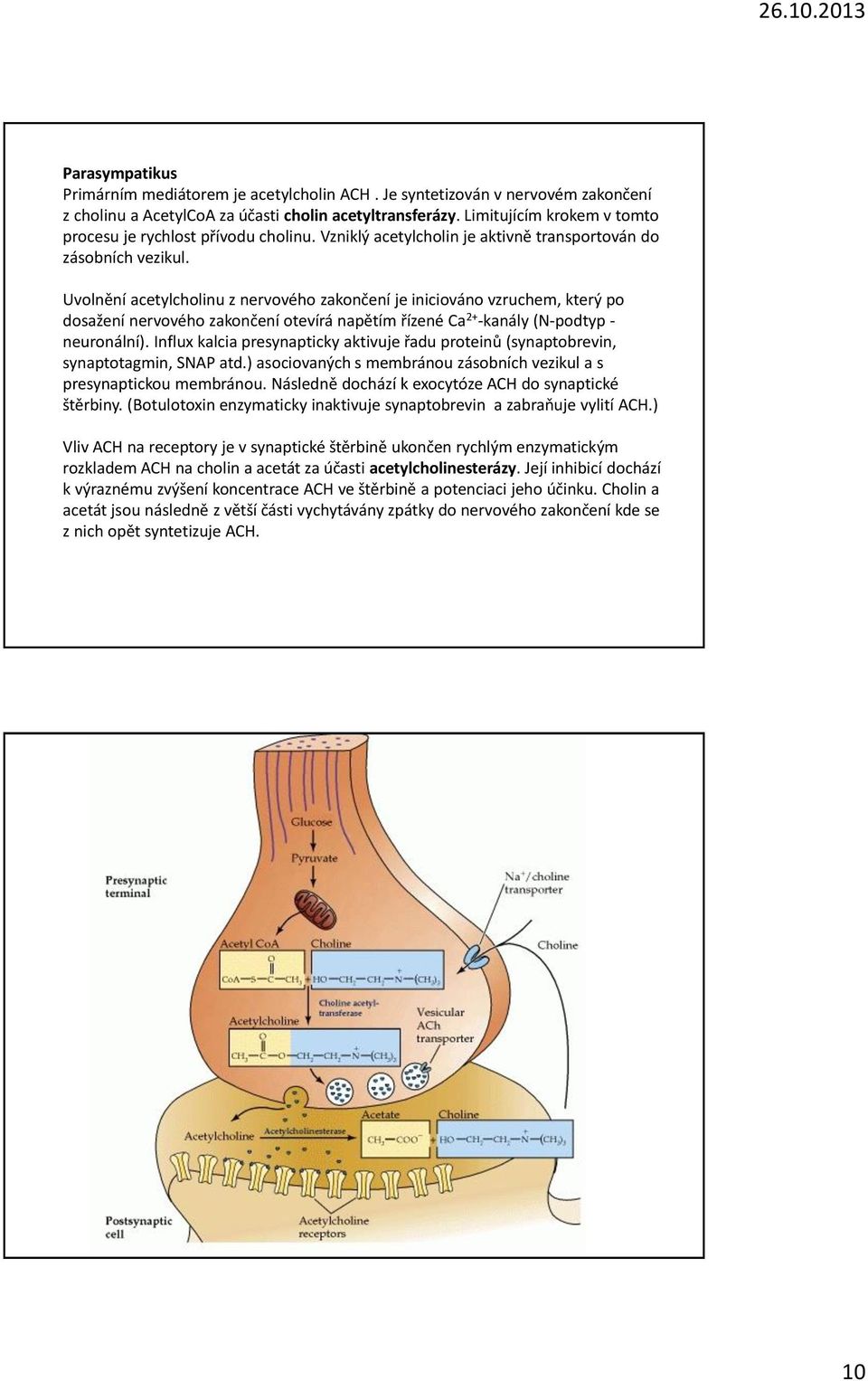 Uvolnění acetylcholinu z nervového zakončení je iniciováno vzruchem, který po dosažení nervového zakončení otevírá napětím řízené Ca 2+ -kanály (N-podtyp - neuronální).