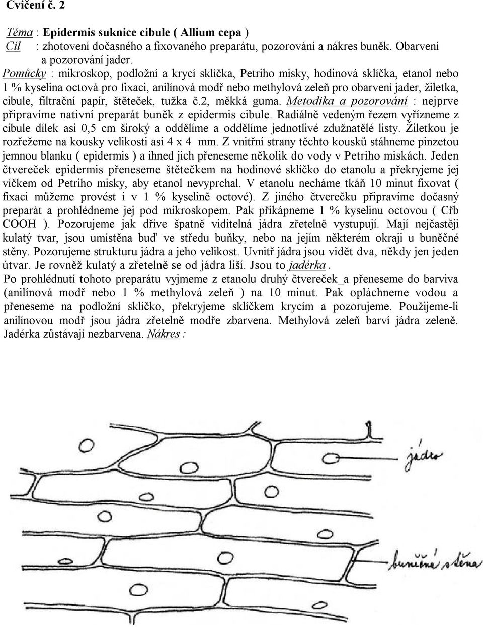 filtrační papír, štěteček, tužka č.2, měkká guma. Metodika a pozorování : nejprve připravíme nativní preparát buněk z epidermis cibule.