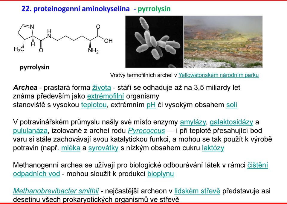 izolované z archeí rodu Pyrococcus i při teplotě přesahující bod varu si stále zachovávají svou katalytickou funkci, a mohou se tak použít k výrobě potravin (např.