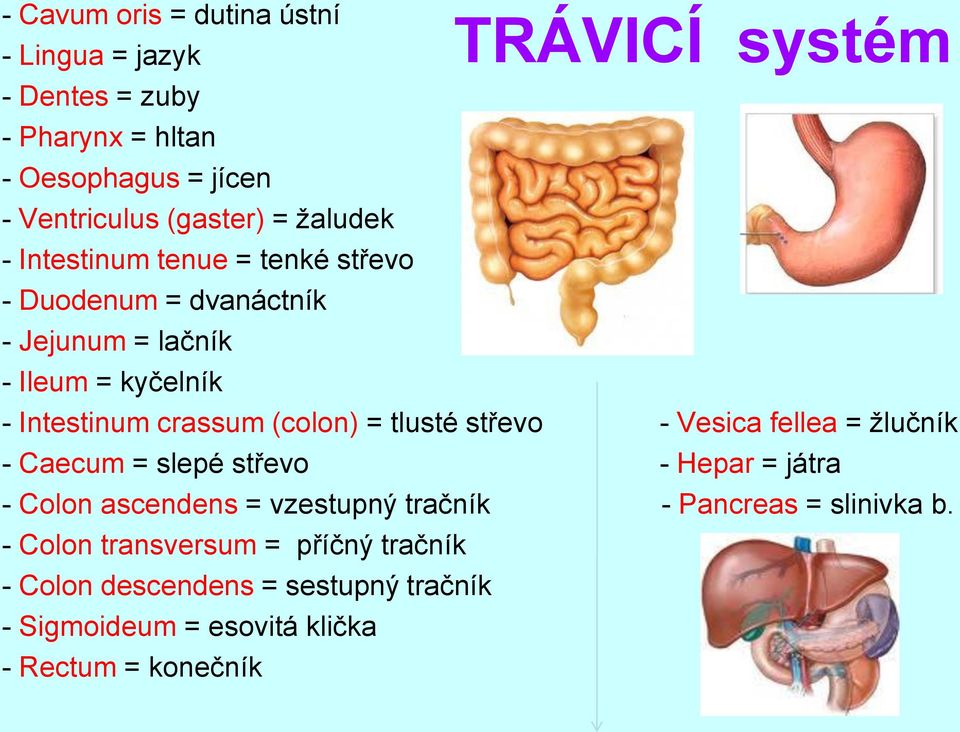 (colon) = tlusté střevo - Vesica fellea = žlučník - Caecum = slepé střevo - Hepar = játra - Colon ascendens = vzestupný tračník -