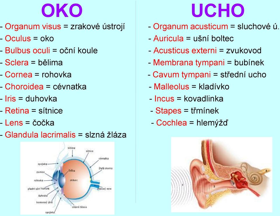 - Membrana tympani = bubínek - Cornea = rohovka - Cavum tympani = střední ucho - Choroidea = cévnatka - Malleolus =