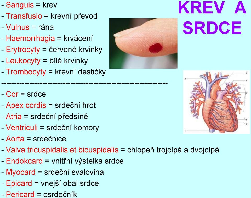 srdeční hrot - Atria = srdeční předsíně - Ventriculi = srdeční komory - Aorta = srdečnice KREV A SRDCE - Valva tricuspidalis et bicuspidalis