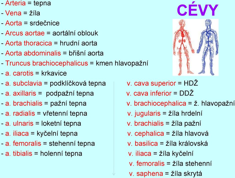 brachialis = pažní tepna v. brachiocephalica = ž. hlavopažní - a. radialis = vřetenní tepna v. jugularis = žíla hrdelní - a. ulnaris = loketní tepna v. brachialis = žíla pažní - a.