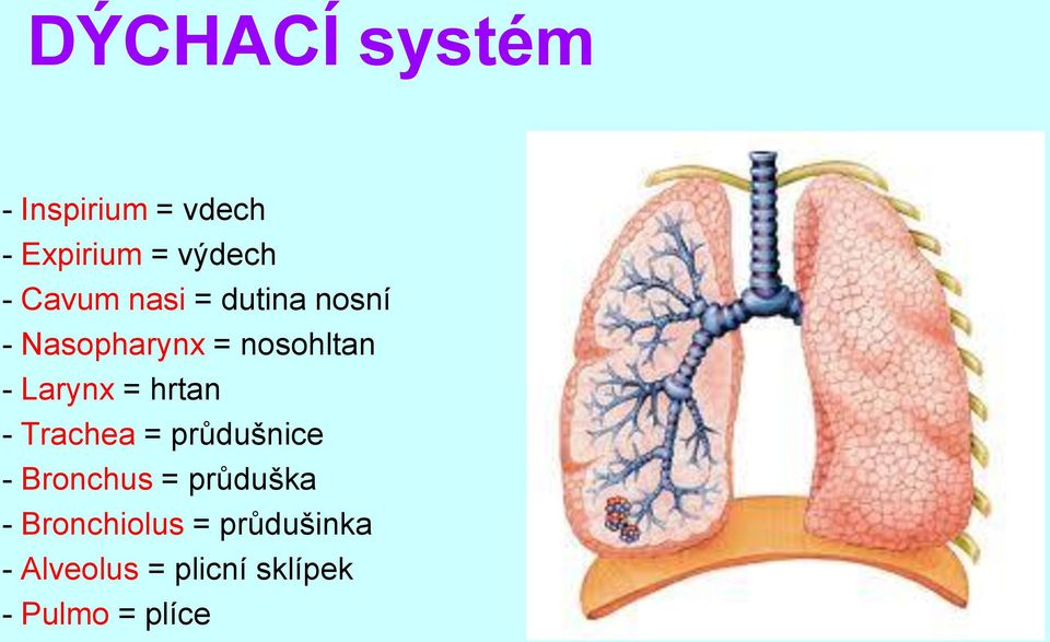 = hrtan - Trachea = průdušnice - Bronchus = průduška -