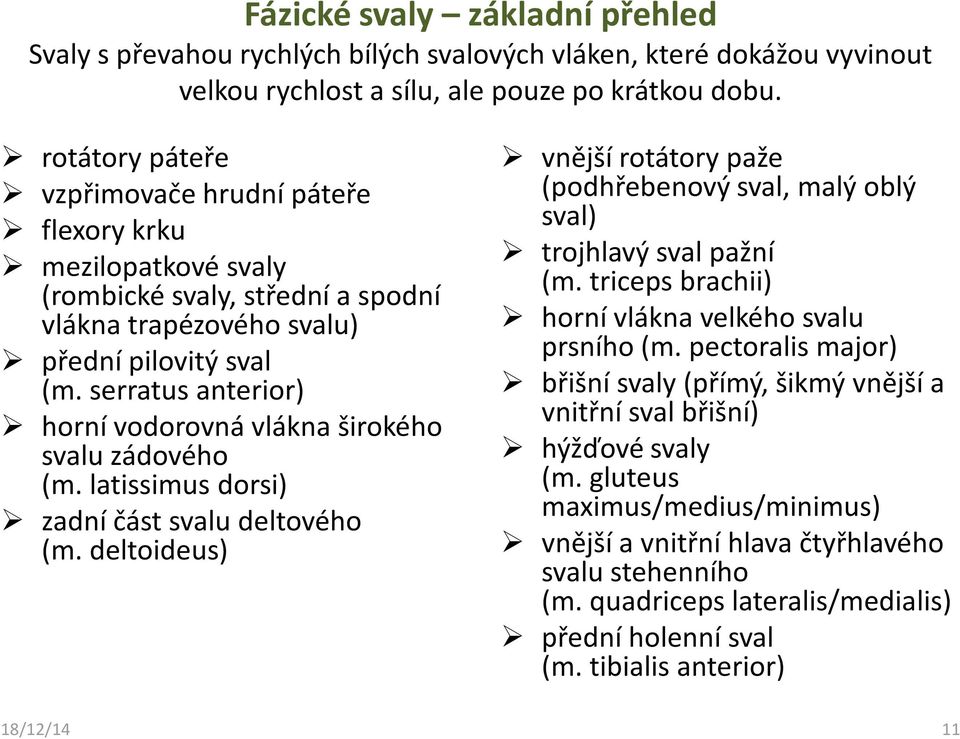 serratus anterior) horní vodorovná vlákna širokého svalu zádového (m. latissimus dorsi) zadní část svalu deltového (m.