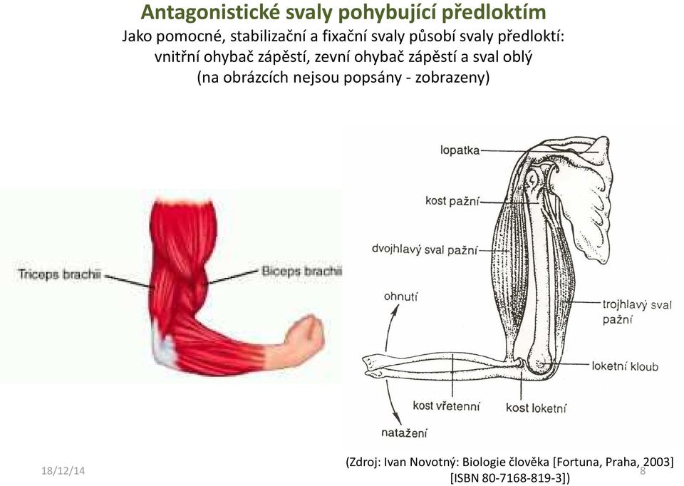 zápěstí a sval oblý (na obrázcích nejsou popsány - zobrazeny) (Zdroj: Ivan